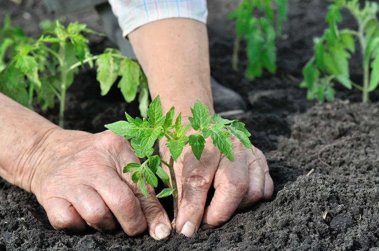 Potager petit jardin aménagement